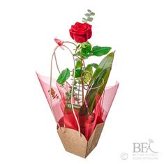 Bags of Love