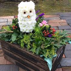 Owl