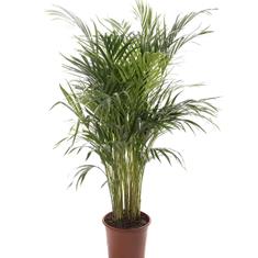 Palm plant 